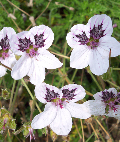 Erodium cheilanthifolium 'White Pearls' 